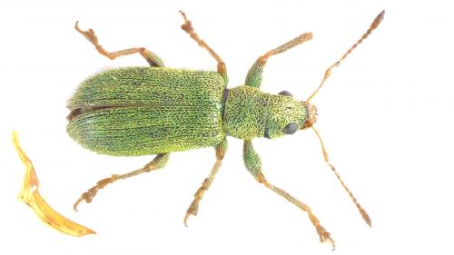 Réf. 248 477 : Pachyrhinus lethierryi